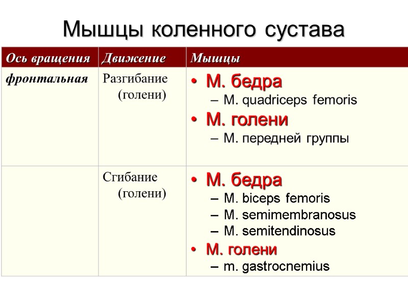 Мышцы коленного сустава